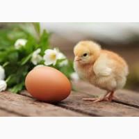 Инкубационное Яйцо Мясо-Яичной Породы Геркулес