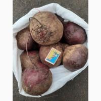 Продаем крупный буряк