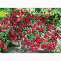 Большой ассортимент роз и плодовых деревьев