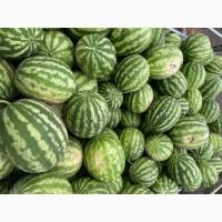 Продам арбуз Крымсон свит