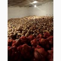 Продам тыкву мускатных сортов