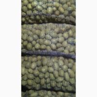 Продам Семенной картофель Королева Анна