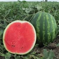 Продам великий кавун у Луцьку