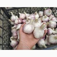 Продам зимовий часник Любаша/ посадковий часник/ часник зимовий