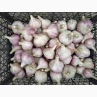 Продам зимовий часник Любаша/ посадковий часник/ часник зимовий