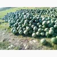 Продам кавун 4+ сорт Продюсер