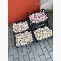 Продам часник різного розміру є хороші обʼєми