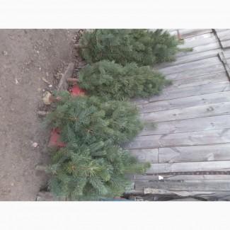Продам сосну наборну