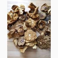 Мухомор пантерный, сухой