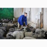 Продажа бизнеса разведению овец