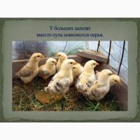 Продам цыплят Ломан Браун и Испанки-голо шейки г.=20гр. 16/09/24 г. Днепр