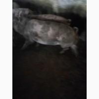 Продам свиней живою вагою