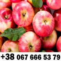 Купляємо на постійній основі - ДЗBОНІТЬ ТЕЛЕФОН на фото !!!! + ПДВ -ВАШ ТРАНСПОРТ