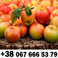 Купляємо на постійній основі - ДЗBОНІТЬ ТЕЛЕФОН на фото !!!! + ПДВ -ВАШ ТРАНСПОРТ