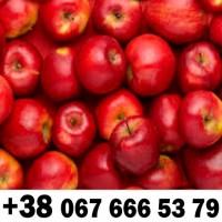 Купляємо на постійній основі - ДЗBОНІТЬ ТЕЛЕФОН на фото !!!! + ПДВ -ВАШ ТРАНСПОРТ