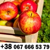 Купляємо на постійній основі - ДЗBОНІТЬ ТЕЛЕФОН на фото !!!! + ПДВ -ВАШ ТРАНСПОРТ