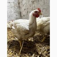 Продам бройлерів живою вагою