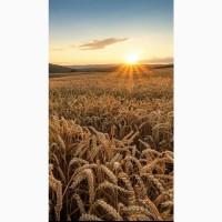 Продам жито, 1500 т., Львівська обл., с.Угринів