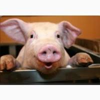 Дорого!!!закупаем у месного насиления свиней, врх