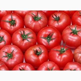 Купуємо помідори оптом! Київ та область