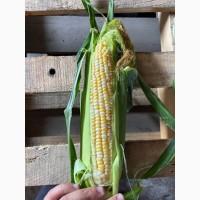 Продам кукурузу