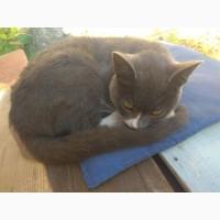 Куплю відходи тваринництва та інші