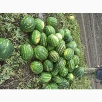 Продам кавун