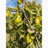 Продам грушу