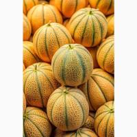 Насіння дині Ефіопка