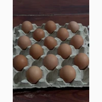 Продам яйце куряче