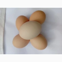 Продам яйце куряче