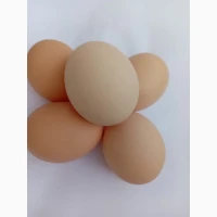 Продам яйце куряче