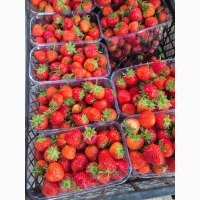 Продам клубнику родам