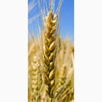 Озима пшениця Мудрість Одеська- репродукція еліта