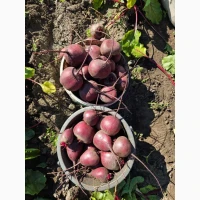 Продам сетевой буряк