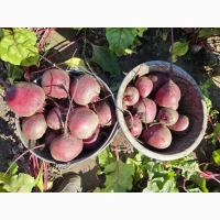Продам сетевой буряк