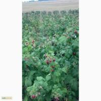 Продам саженці малини сорту Полка та Полана, саженці полуниці