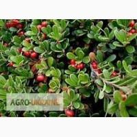 Толокнянка, лист