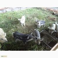 Продам поросят венгерська мангалиця