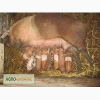 Продам поросят мясных пород
