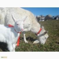 Продам зааненского козлика, родители с документами