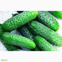 Продам огірки оптом