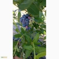 Продам Голубика оптом