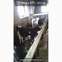 Высокопродуктивный скот