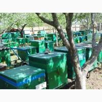 Трутнёвое молочко