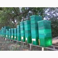 Трутнёвое молочко