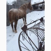 Продам великого коня