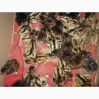 Продам молодняк фазана мисливського