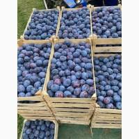 Продам сливу Стенлей, ТОП Хіт