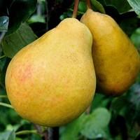Груша киргизская зимняя, талгарская красавица, ноябрьская, свадебная
